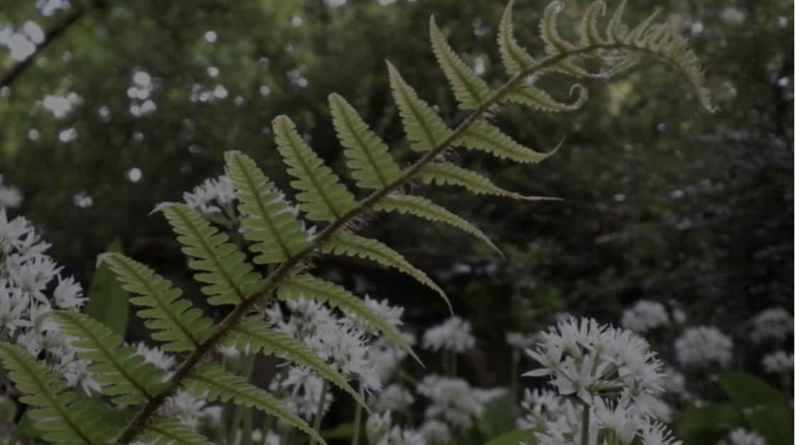 Close up of ferns - a still image taken from Lucy Donald's Artwork near me film; filmed by Sophie Lindsey