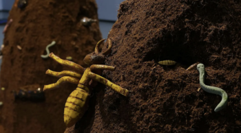 Darch Collective Make an insect Family Session